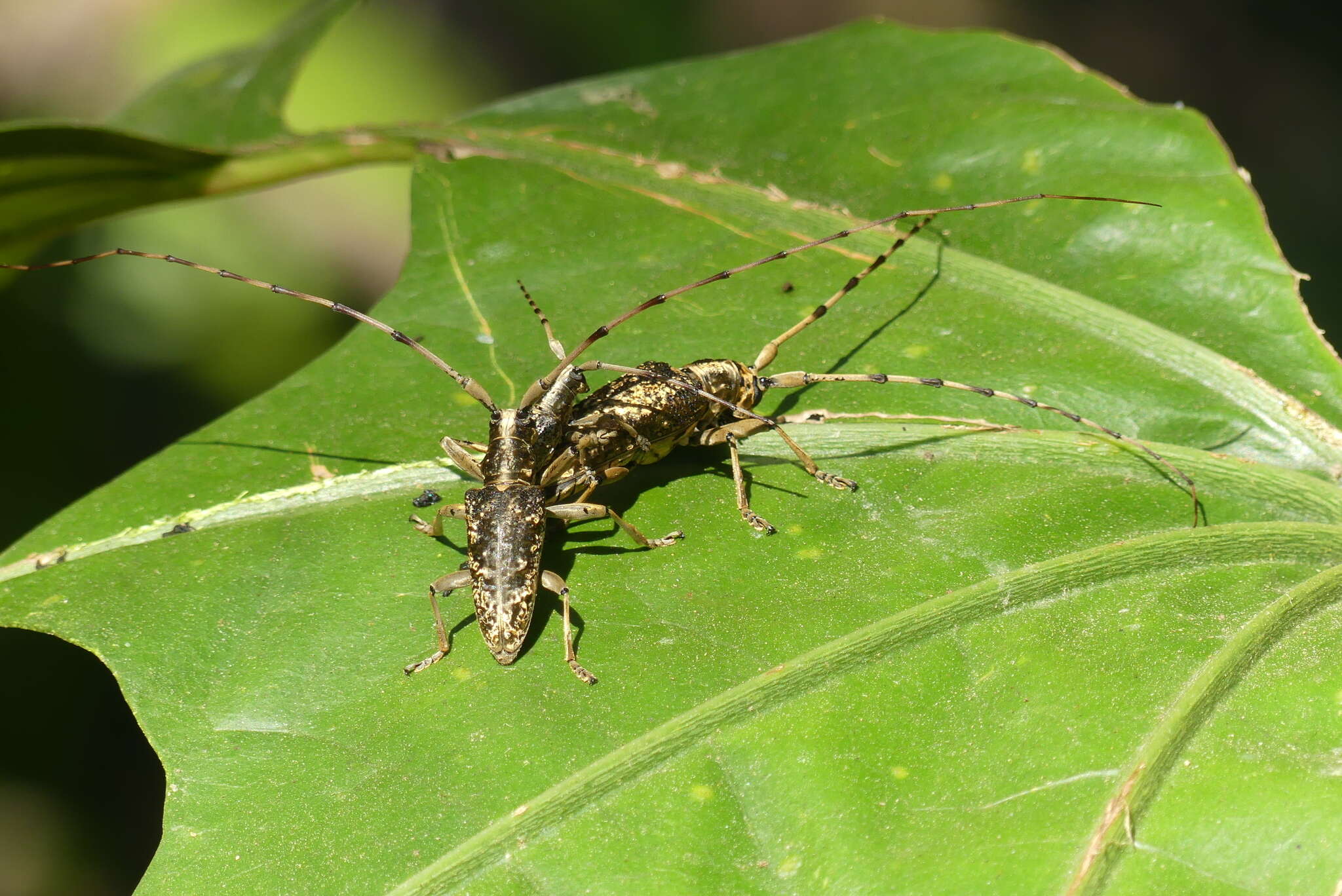 Image of Acalolepta permutans (Pascoe 1857)