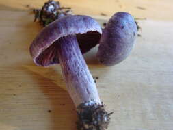 Image of Western Amethyst Deceiver