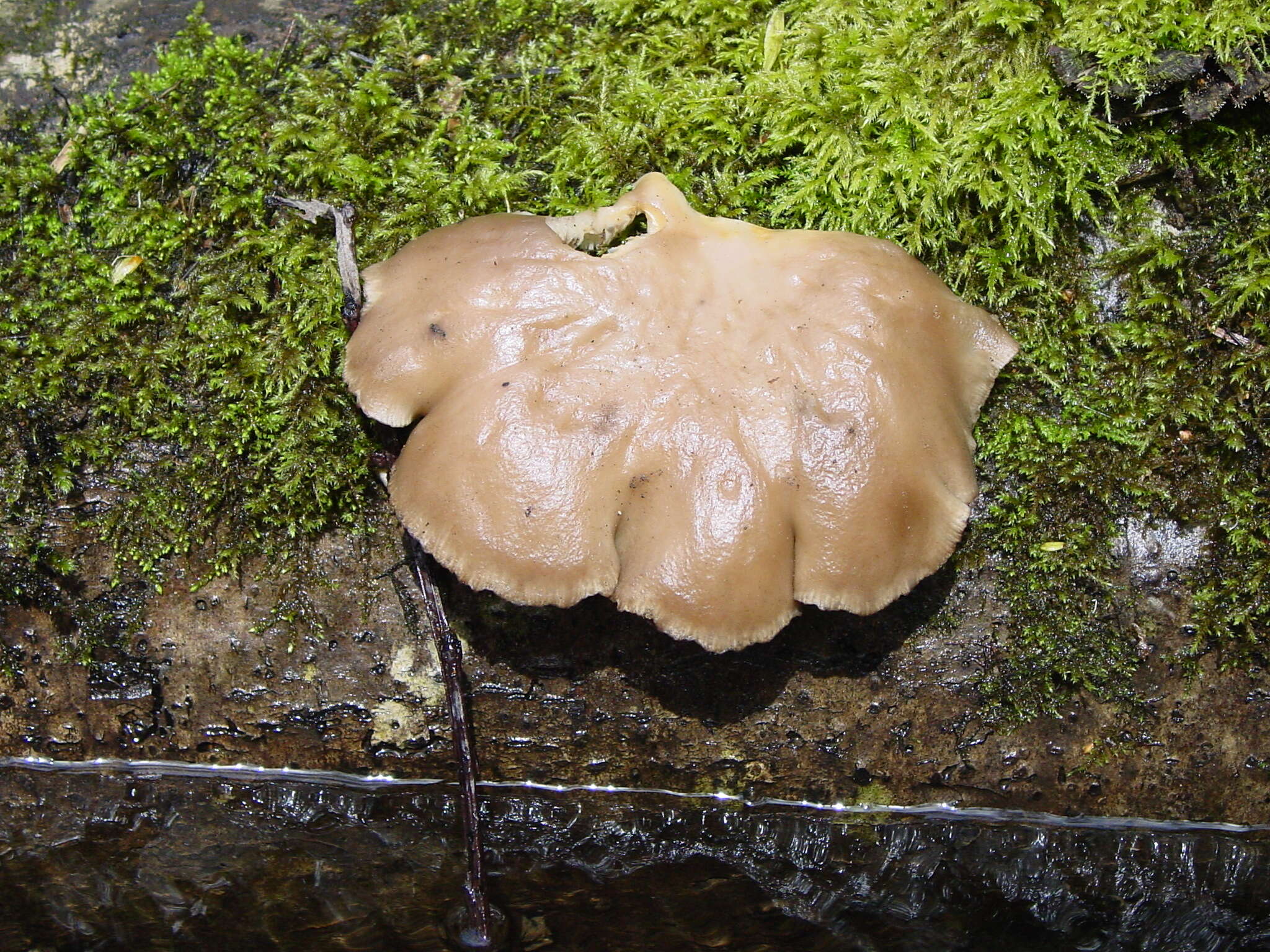 Image of Pleurotus ostreatus (Jacq.) P. Kumm. 1871