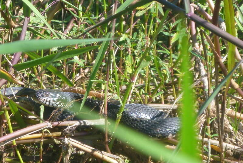 Imagem de Nerodia fasciata fasciata (Linnaeus 1766)