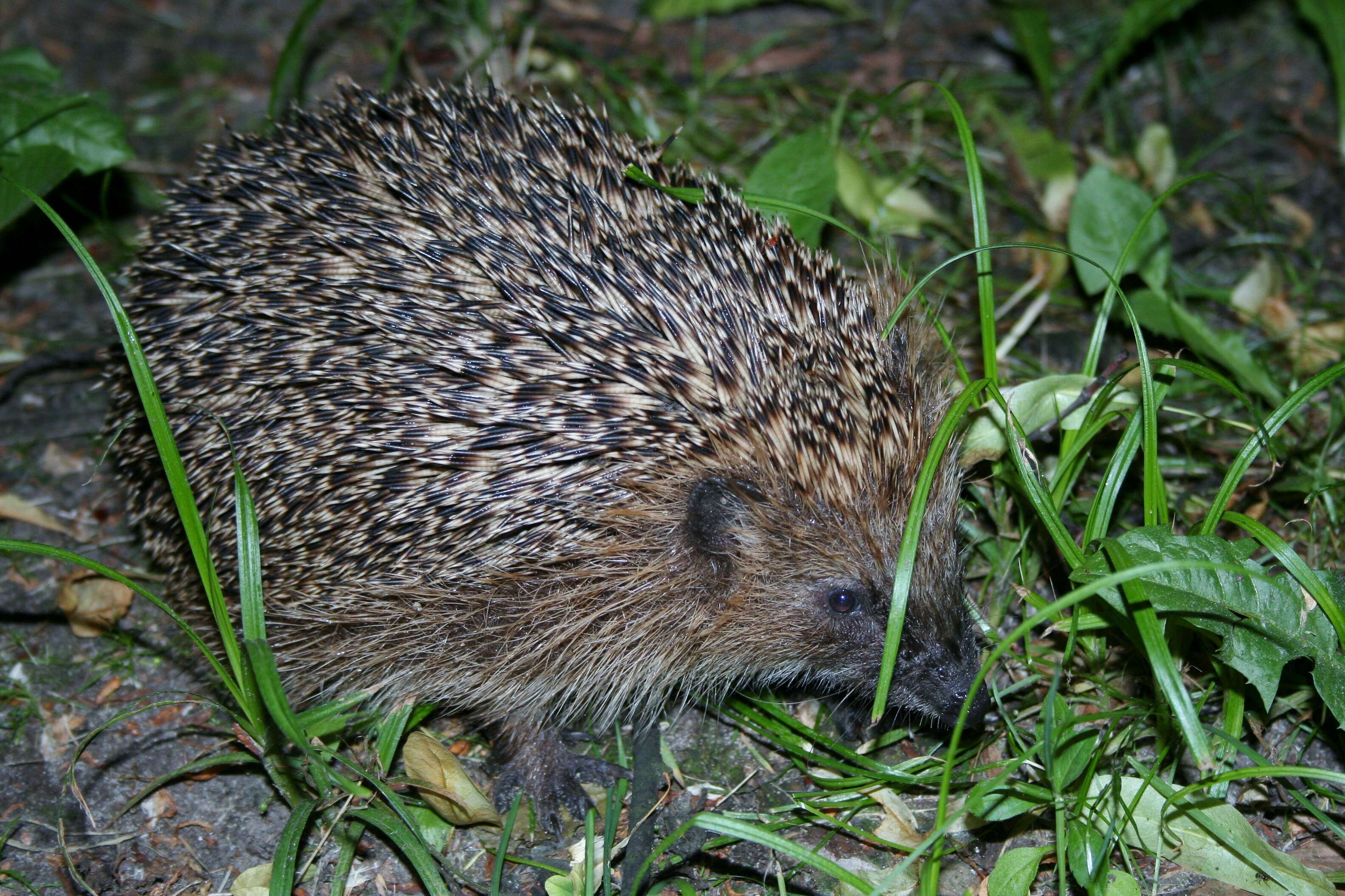 Image of Northern White-Breasted Hedgehog