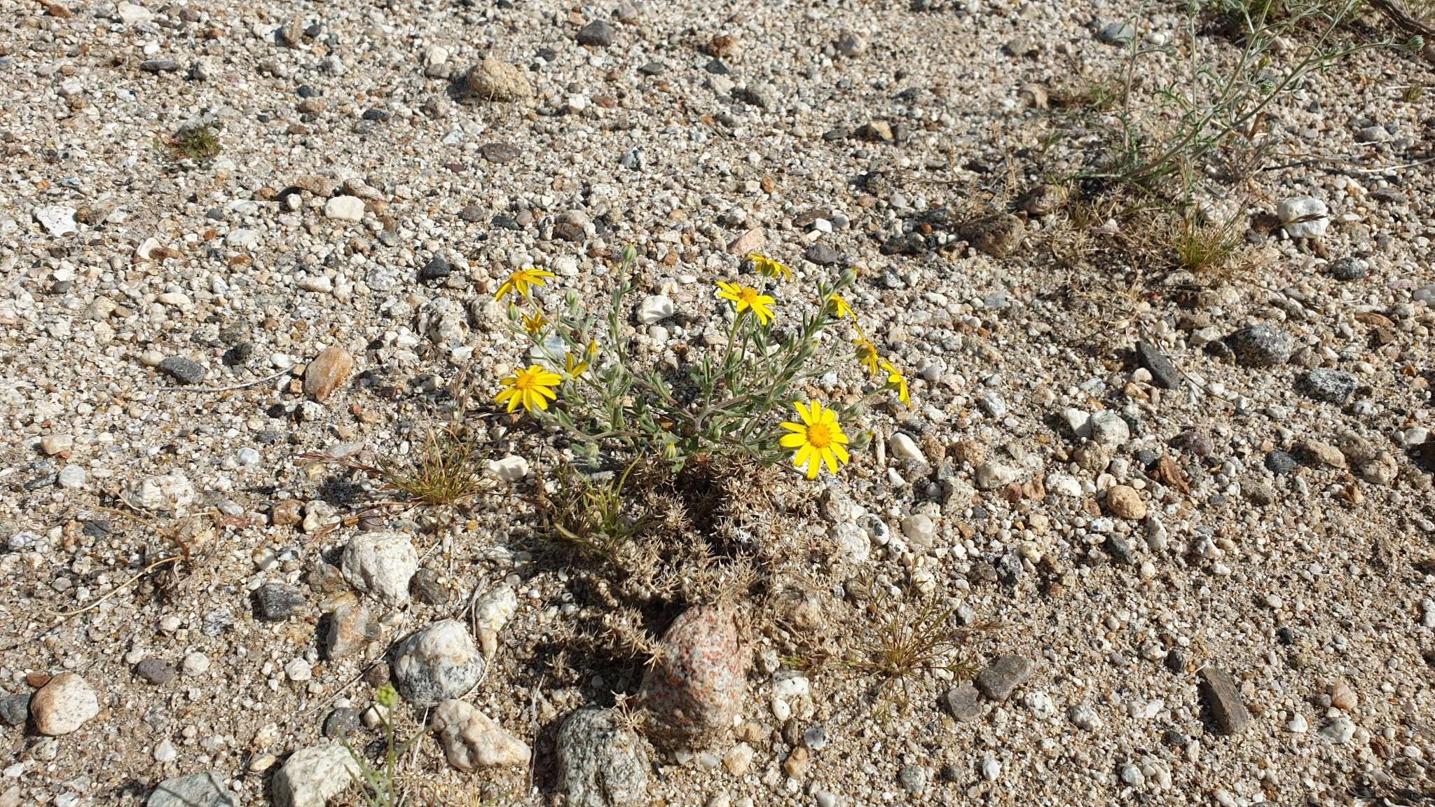 Image de Eriophyllum ambiguum var. paleaceum (Brandeg.) Ferris