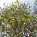 Image of Capparis arborea (F. Müll.) Maiden