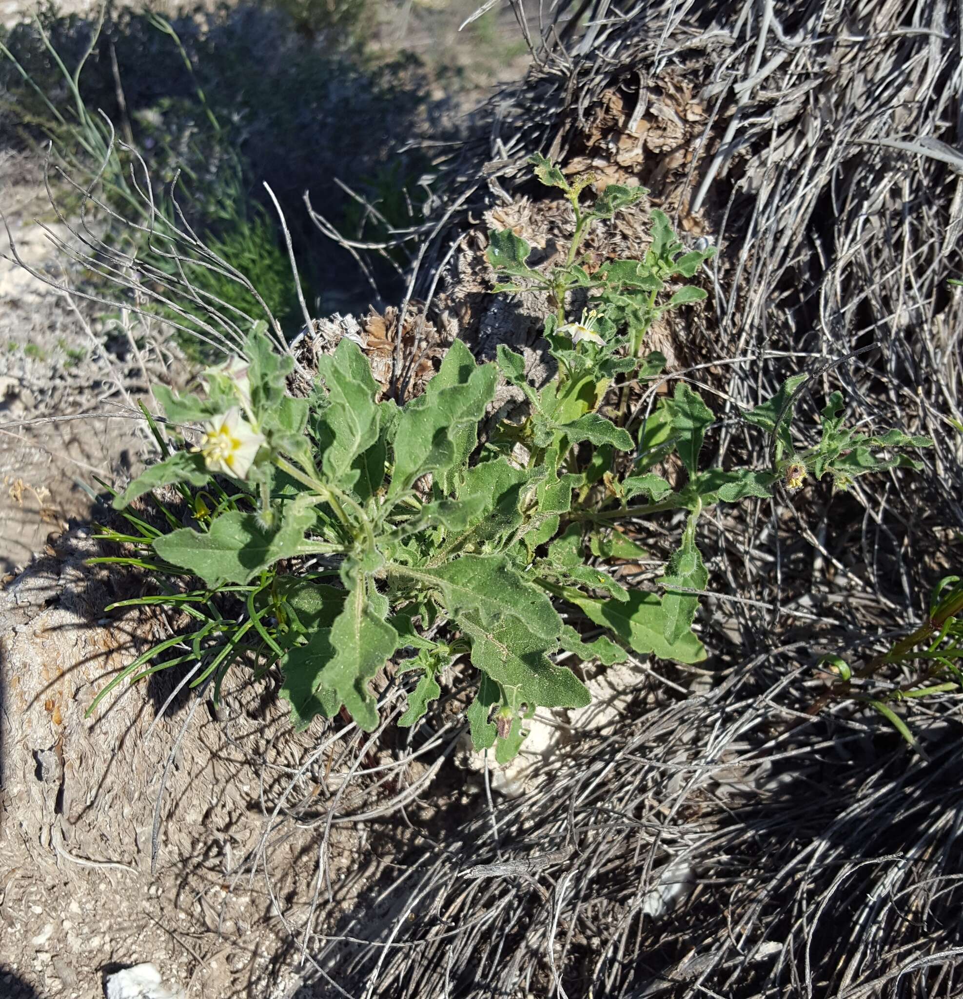 Image de Chamaesaracha sordida (Dun.) A. Gray