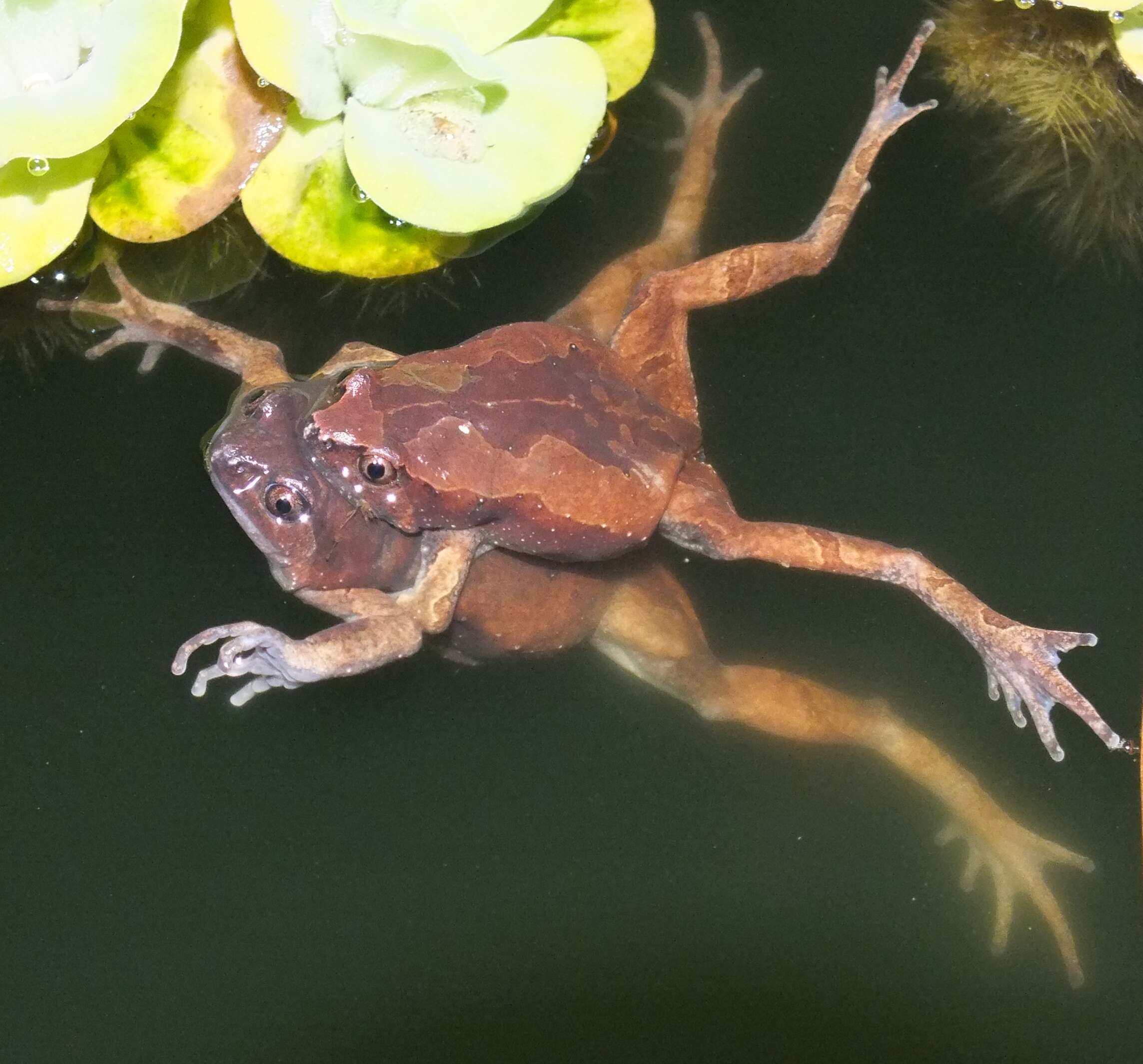 Image of Luzon Narrow-mouthed Frog