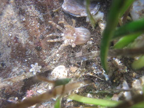 Image of cryptic burrowing anemone