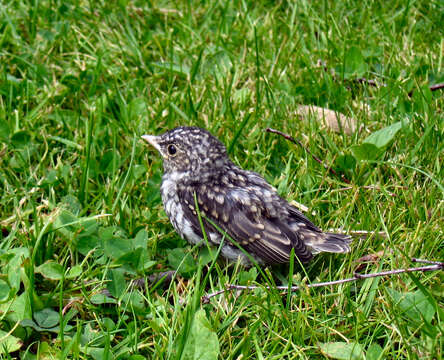 Image of Fieldfare