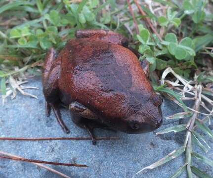 Image of Luzon Narrow-mouthed Frog