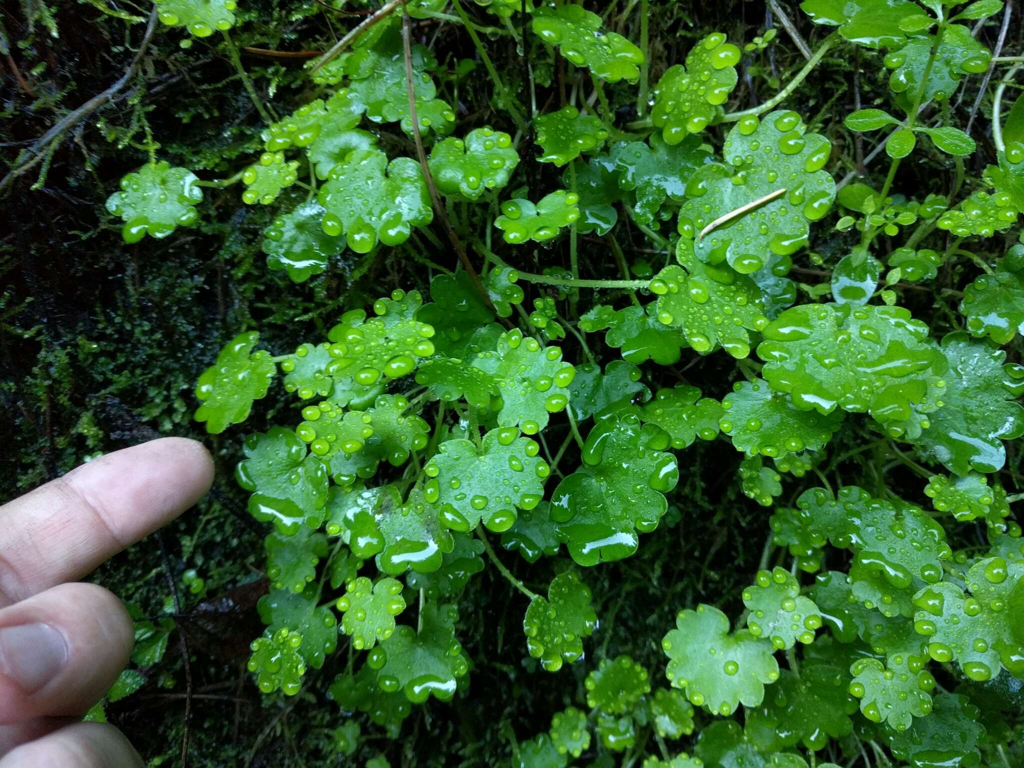 Image of California mistmaiden