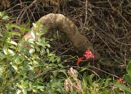 Plancia ëd Epidendrum obrienianum Rolfe