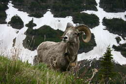 Image of bighorn sheep