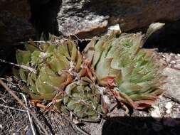 Слика од Haworthia cooperi var. isabellae (Poelln.) M. B. Bayer