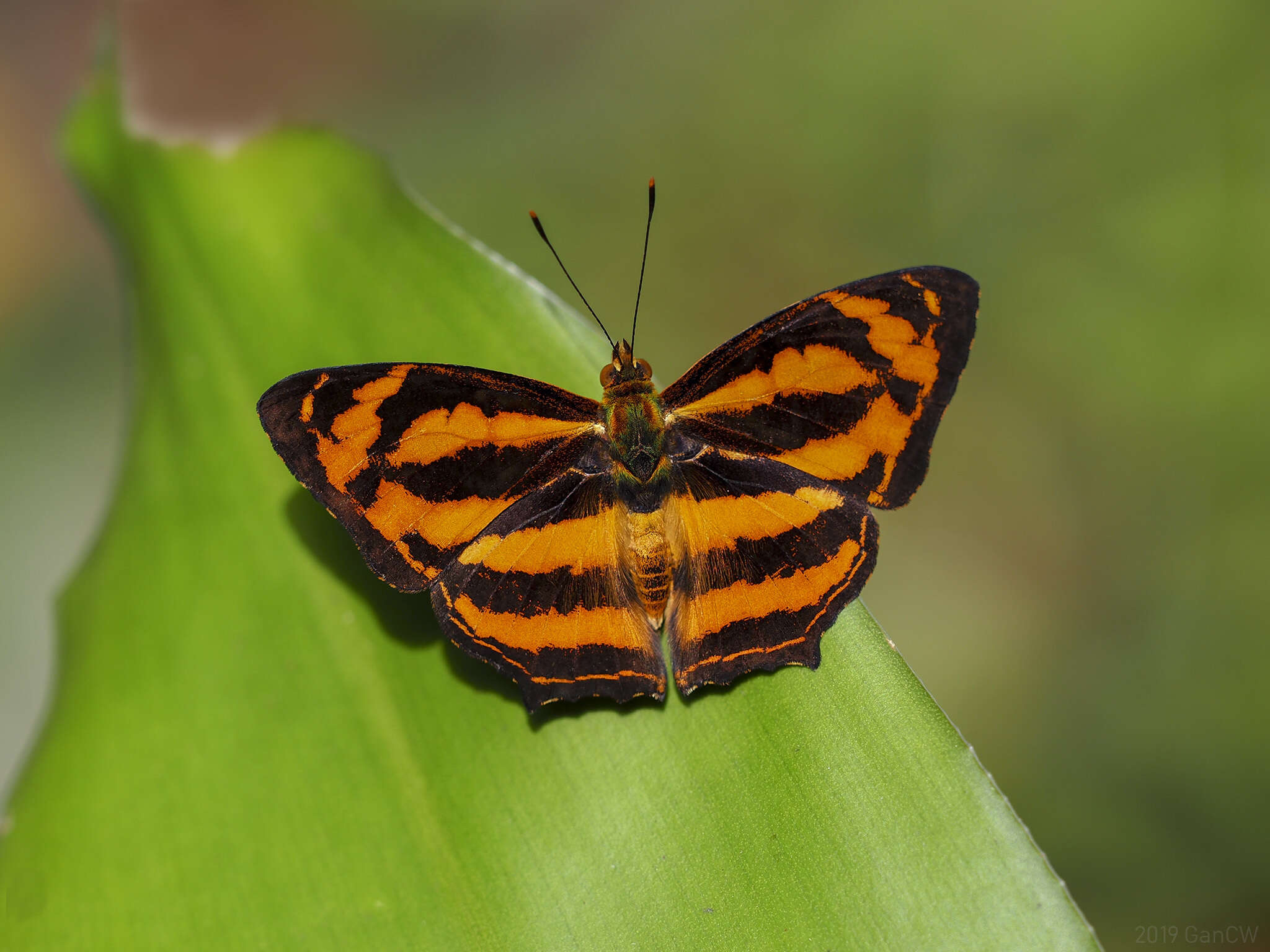 Image of Symbrenthia hippoclus Cramer 1782