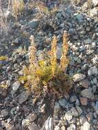 Artemisia pubescens var. monostachya (Bunge ex Maxim.) Y. R. Ling resmi