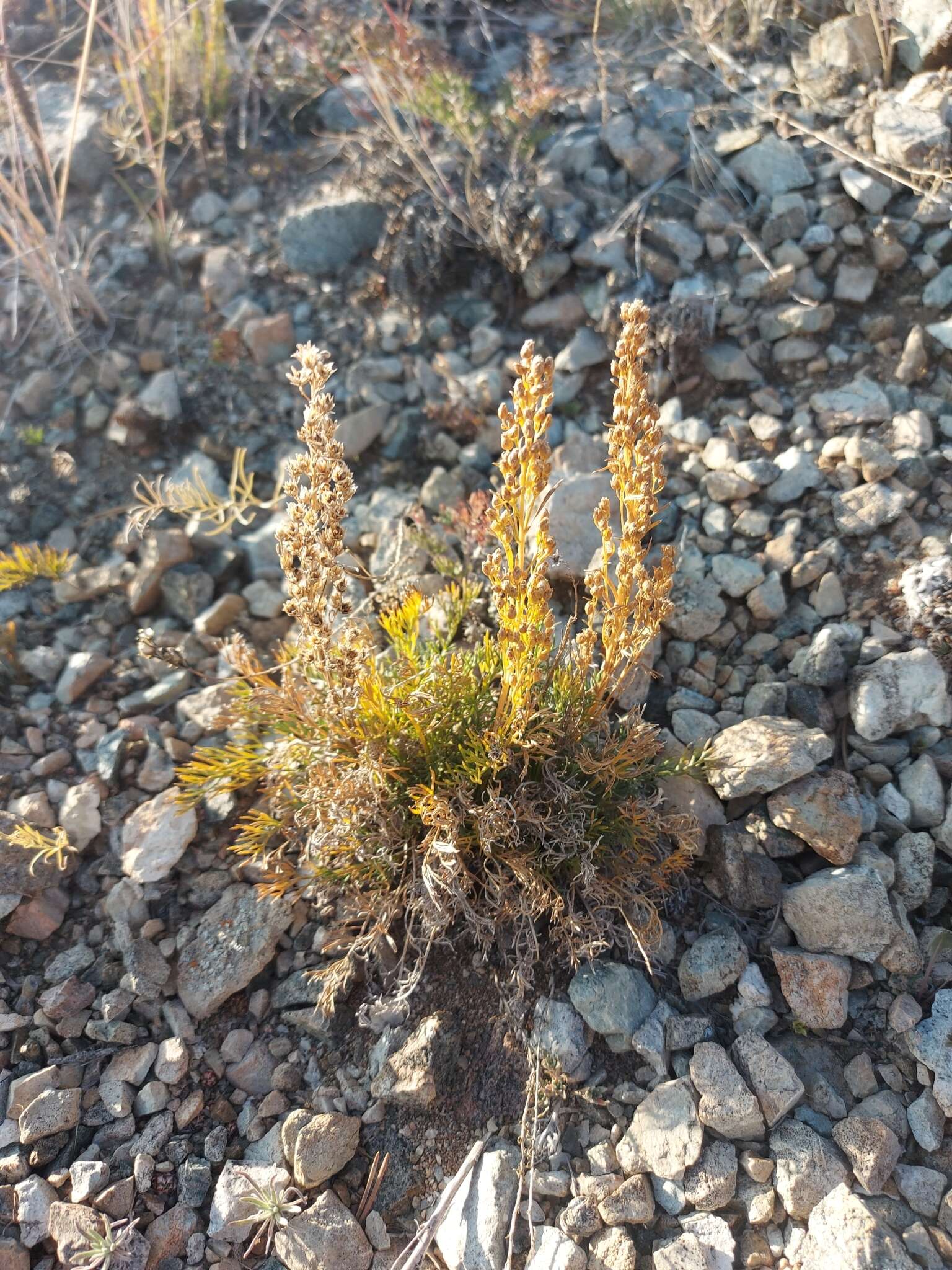 Image de Artemisia pubescens var. monostachya (Bunge ex Maxim.) Y. R. Ling