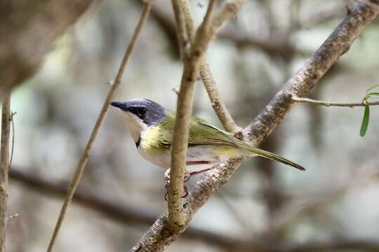 Plancia ëd Apalis ruddi Grant & Chb 1908