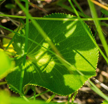 Sivun Zizia aptera (A. Gray) Fern. kuva