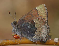 Image of Callophrys henrici viridissima