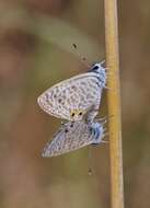 Image of Lang's Short-tailed Blue