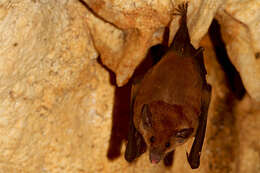 Image of Orange Nectar Bat