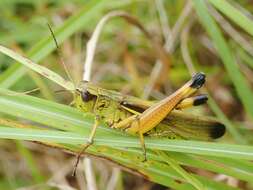 Image of Stethophyma magister (Rehn & J. A. G. 1902)