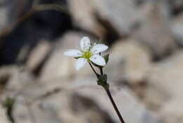 Sivun Arenaria provincialis Chater & Halliday kuva