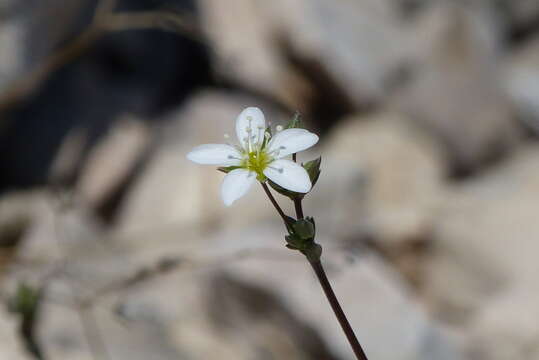 Image of Arenaria provincialis Chater & Halliday