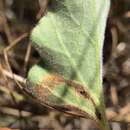 Image of convolvulus leafminer