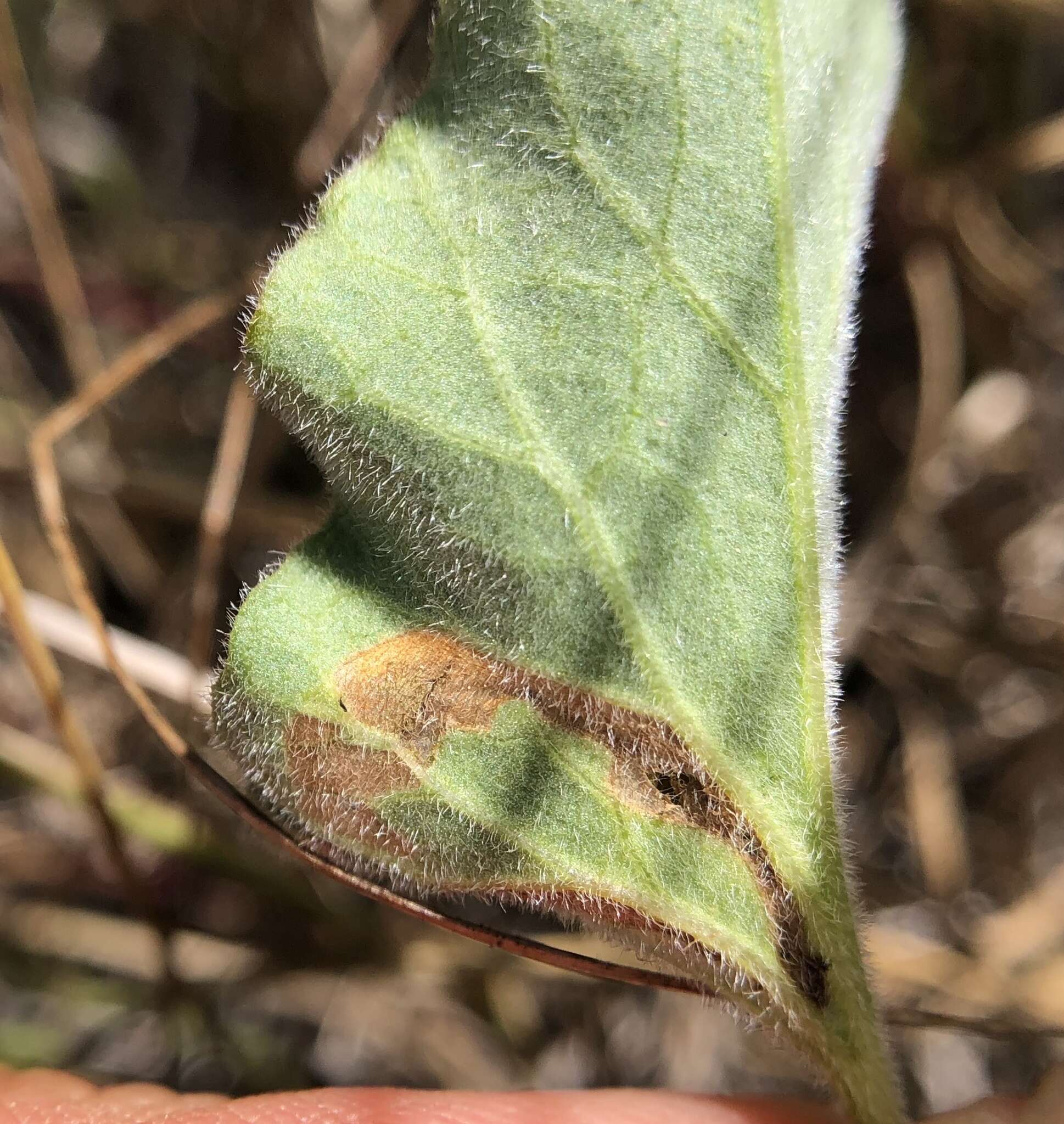 Image of convolvulus leafminer