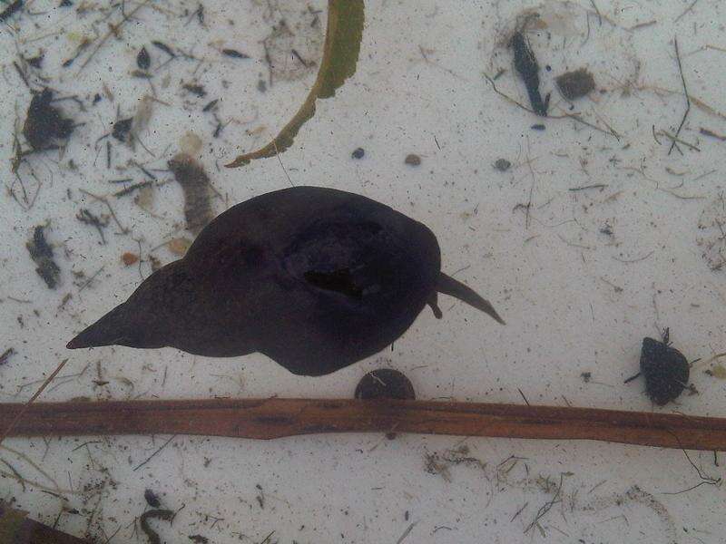 Image of Great Pond Snail