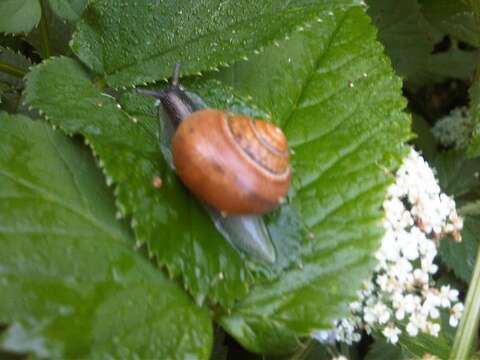 Image of Brown Lipped Snail