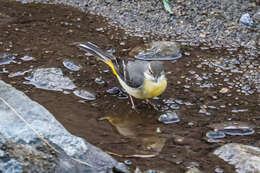 Imagem de Motacilla cinerea cinerea Tunstall 1771