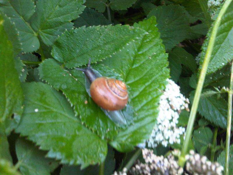 Image of Brown Lipped Snail