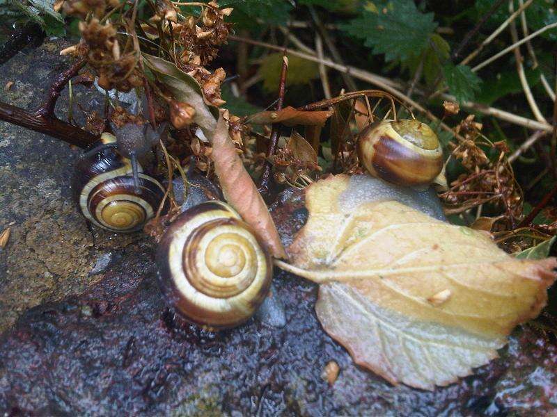 Image of White-lipped banded snail