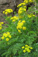 Lomatium hallii (S. Wats.) Coult. & Rose resmi