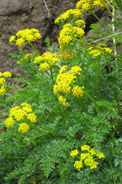 Imagem de Lomatium hallii (S. Wats.) Coult. & Rose