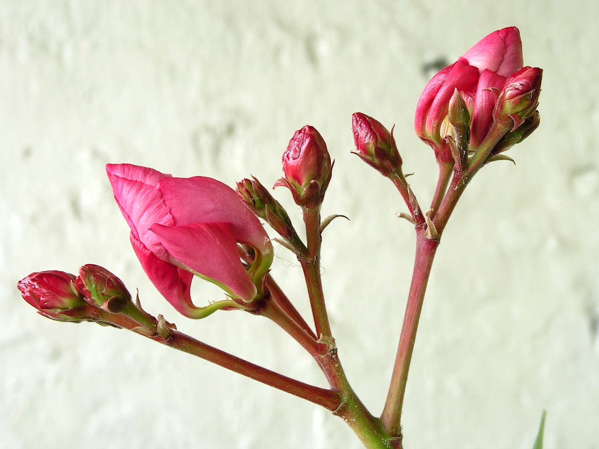 Image of Oleander