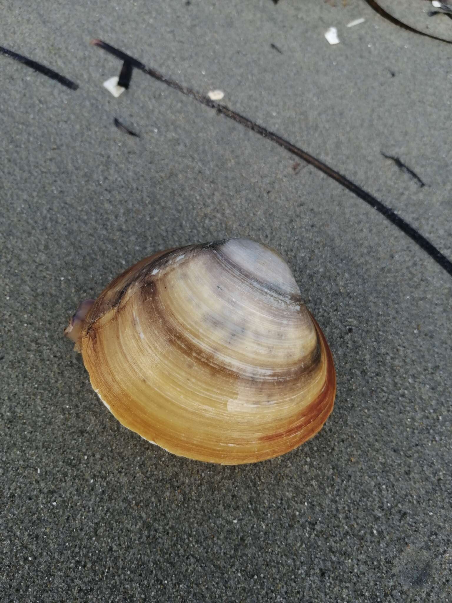 Spisula sachalinensis (Schrenck 1862) resmi