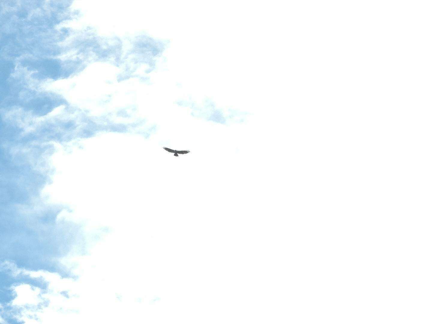 Image of Black-and-White Hawk-Eagle