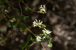 Image of southern honeysuckle