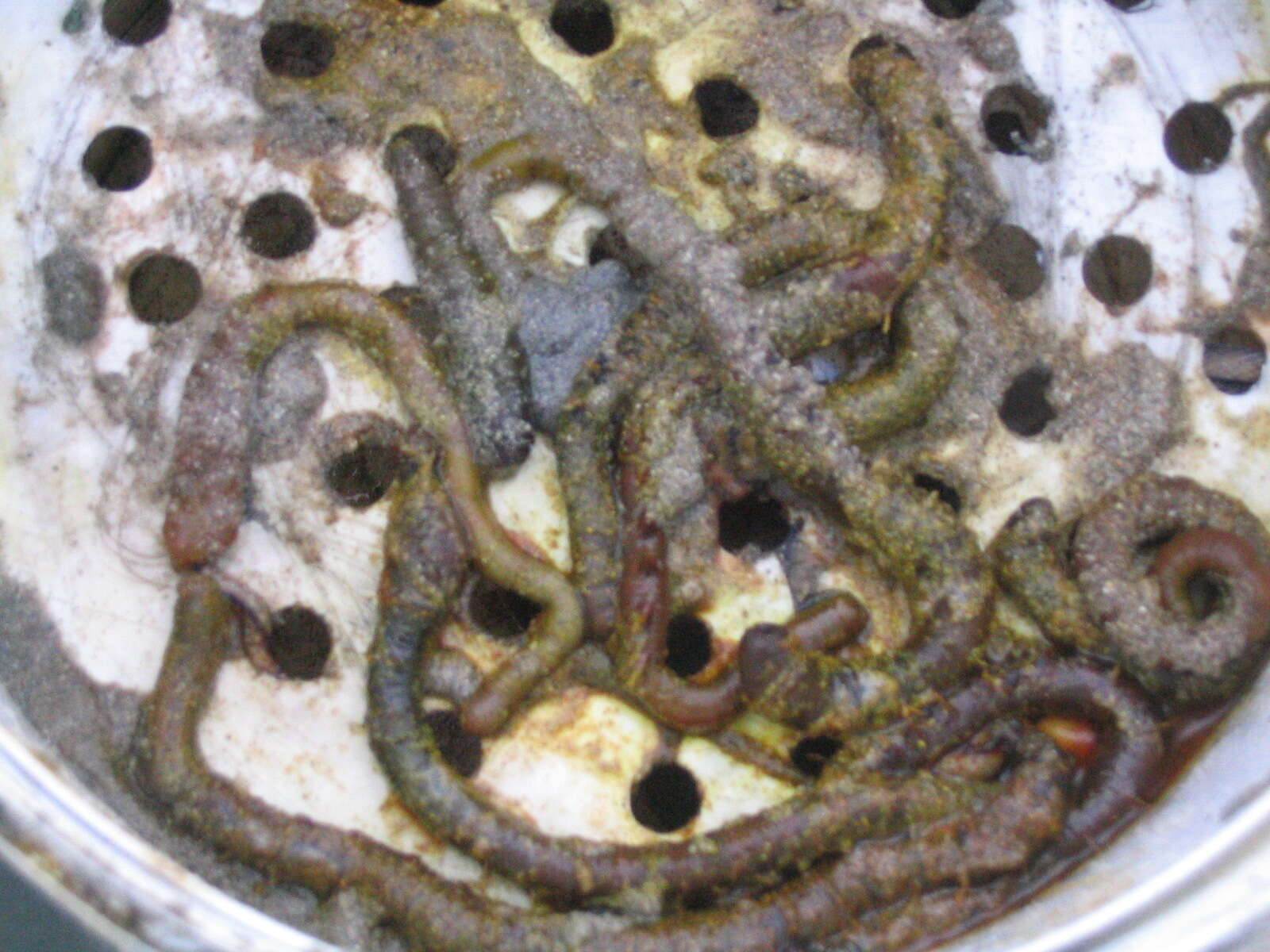 Image of lugworm