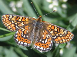 Image of Euphydryas aurinia