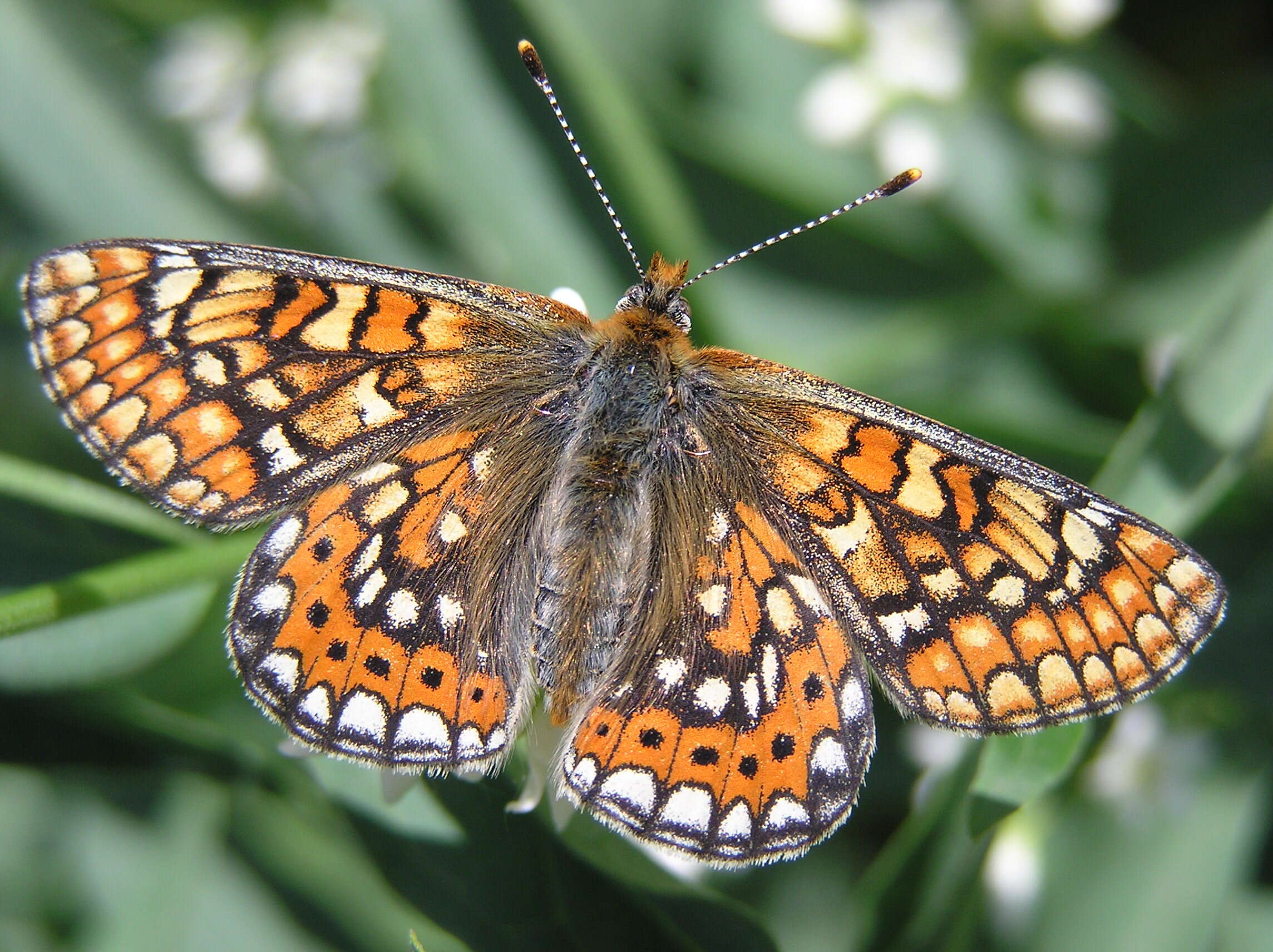 Image of Euphydryas aurinia