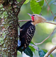 Image of Blond-crested Woodpecker