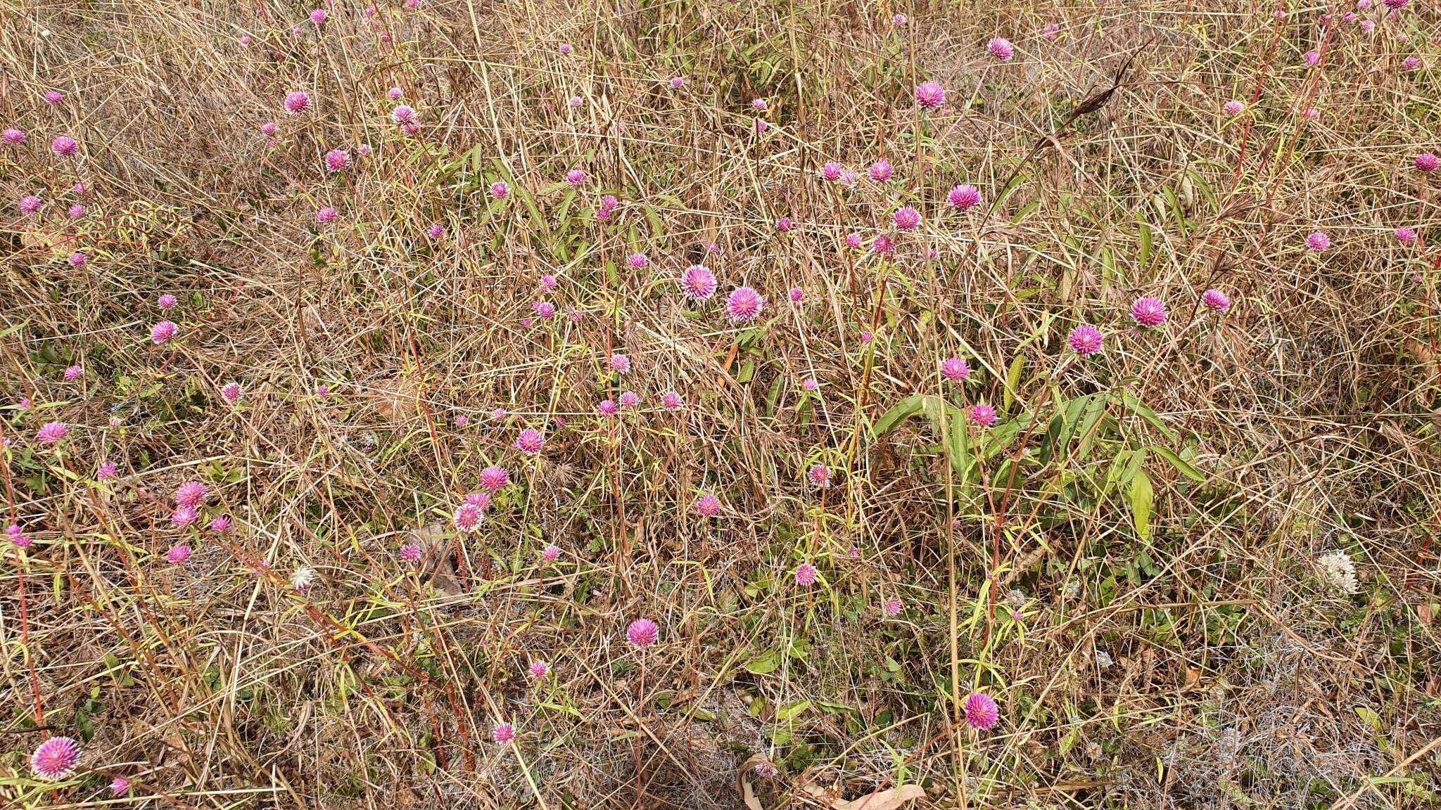 Image of Gomphrena canescens subsp. canescens