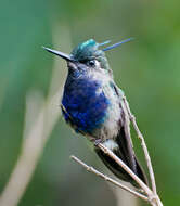 Image of Black-breasted Plovercrest