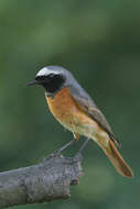 Image of Common Redstart