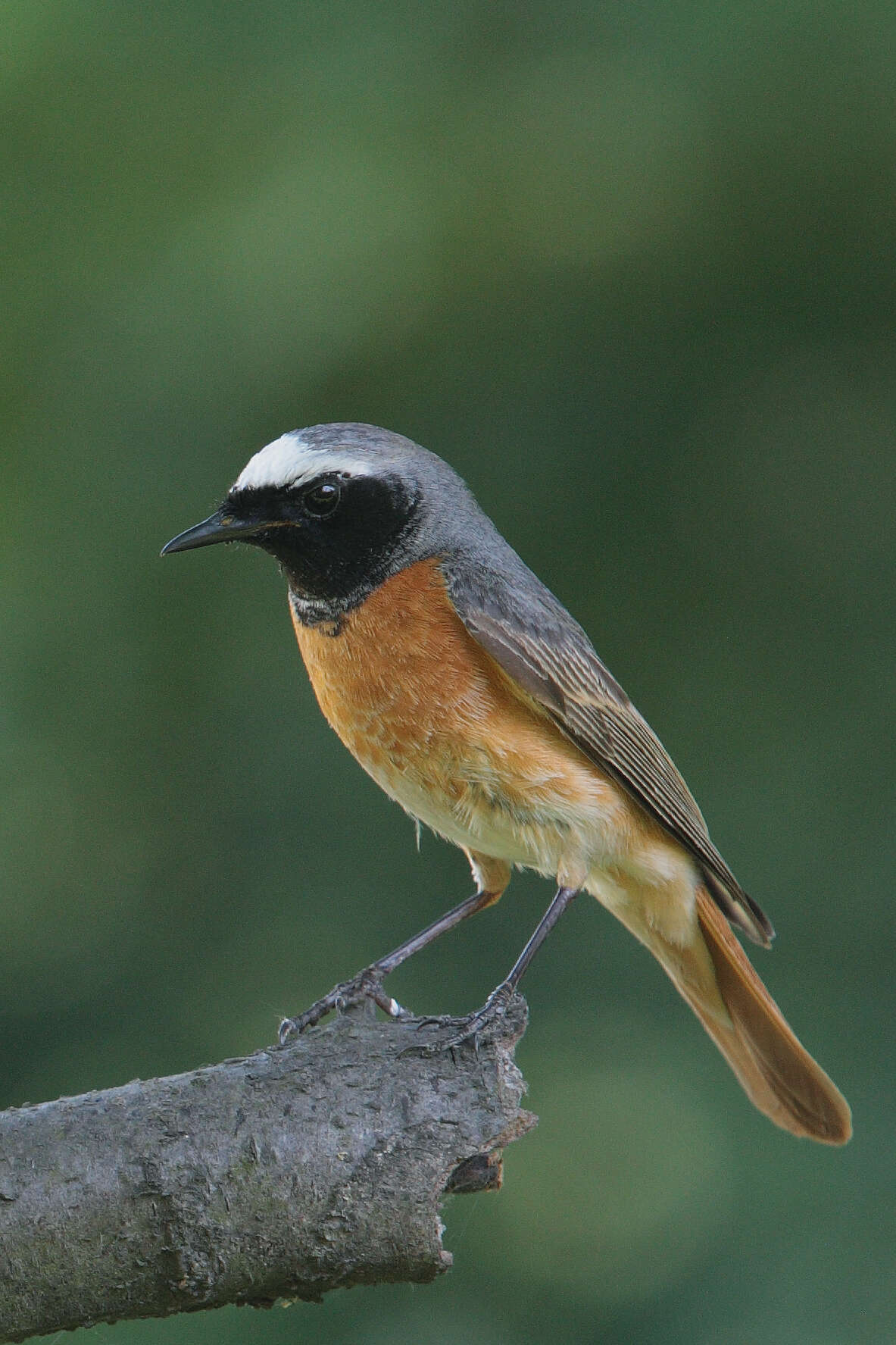 Image of Common Redstart