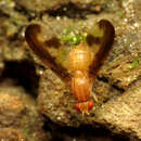 Image of Antlered Flutter Fly