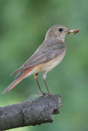 Image of Common Redstart